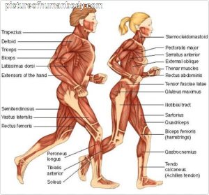Human bodies